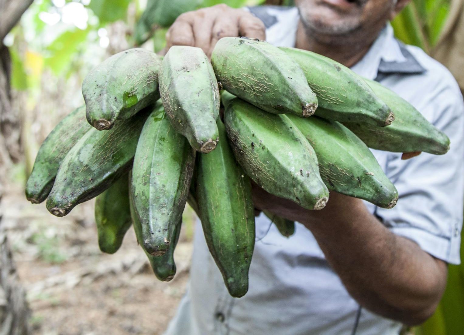 Man in White Button Up Shirt Holding Green Bananas