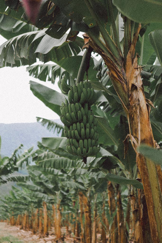 Photo of a Banana Plantation