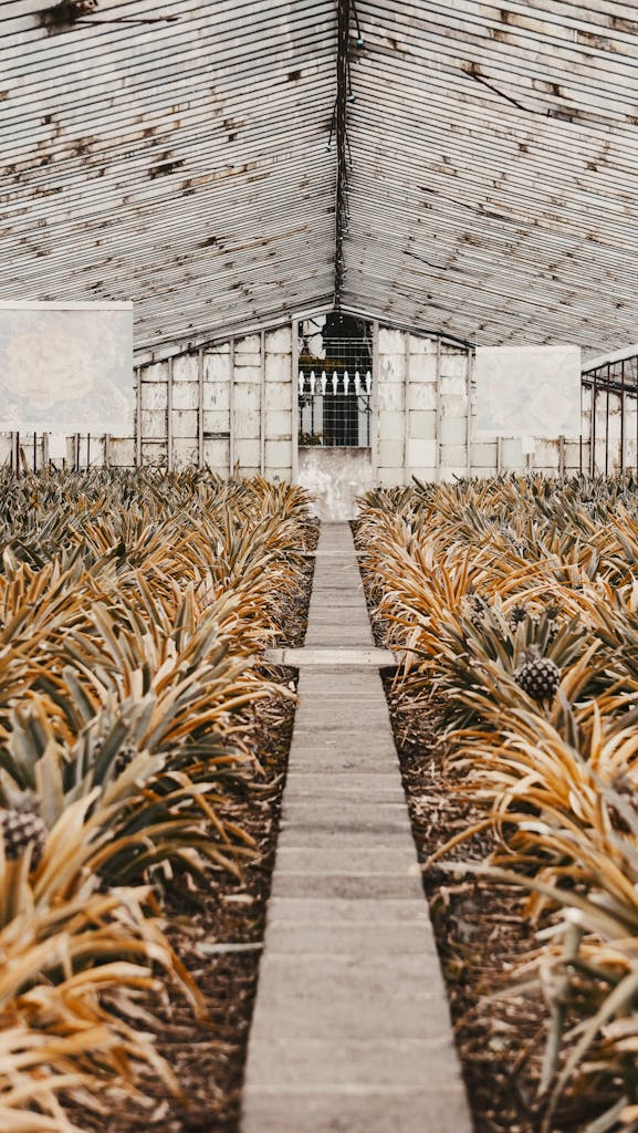 Pineapple Plantation